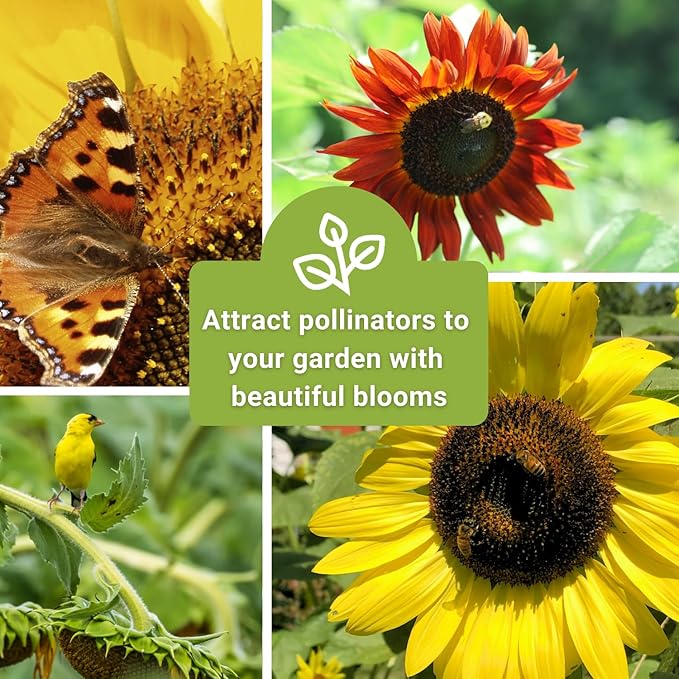 Sow Right Seeds - Sunflower Seed Collection for Planting - Includes 3 Varieties: Dwarf Sungold, Lemon Queen, and Velvet Queen - Non-GMO Heirloom Packet with Instructions - Giant and Miniature Blooms