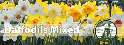 Mixed Daffodils (25 Bulbs) - Assorted Colors Daffodil Narcissus Bulbs by Willard & May