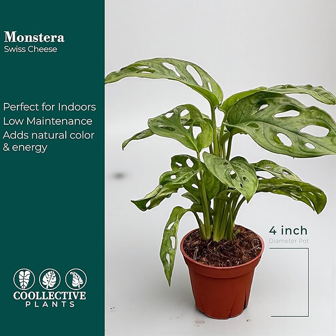 CoollectivePlants Monstera Swiss Cheese – Live Monstera Plant in 6″ Grower’s Pot, Monstera Adansonii Live Plant, Swiss Cheese Plant Indoor House Plants