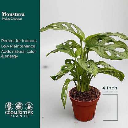 CoollectivePlants Monstera Swiss Cheese – Live Monstera Plant in 6″ Grower’s Pot, Monstera Adansonii Live Plant, Swiss Cheese Plant Indoor House Plants