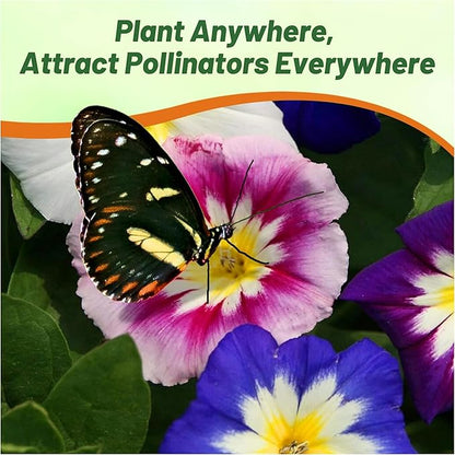 Outsidepride Ensign Mix Morning Glory Seeds - 1000 Pcs. Annual, Dwarf Mounding Flower Seeds for Planting Trumpet-Shaped Tricolored Blooms, Ideal for Garden Boxes, Beds & Containers