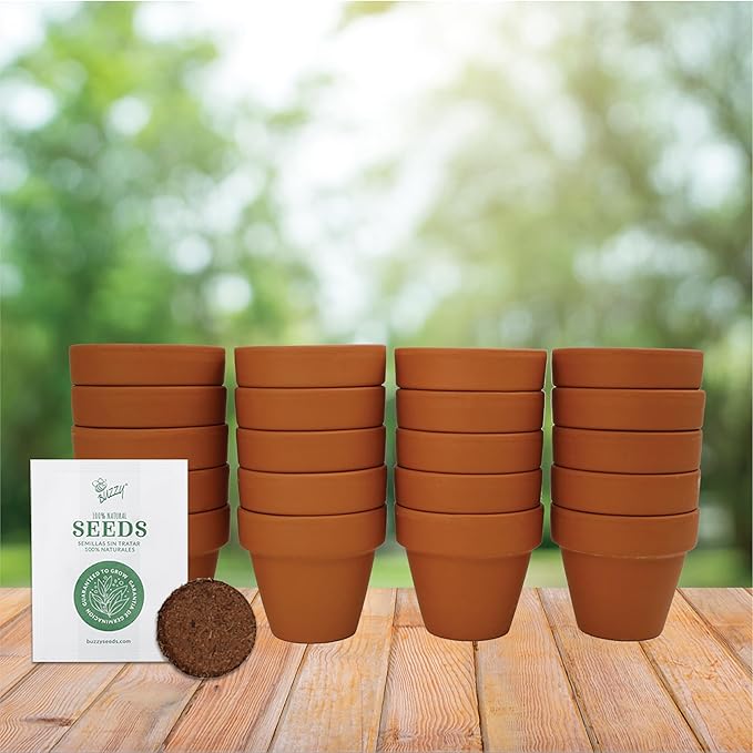 BUZZY Seeds Forget Me Not Flower Grow Kit Bulk 20pk Mini Terracotta Pots Gardening Starter Set for Kids and Adults, Wedding Favors, Baby Shower Prizes, Classroom Project Kits