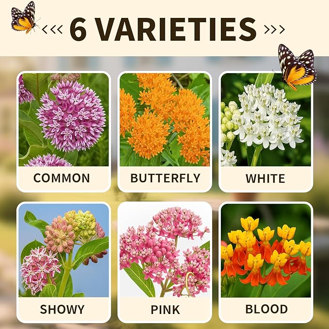 Mix Milkweed Seeds for Monarch Butterflies - 6 Individual Varieties Perennial Wildflower (120 Seeds per Pack) Colorful Pollinator Garden, Easy to Grow for Backyard & More (Mix Milkweed Seeds)
