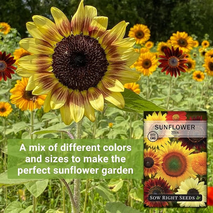 Sow Right Seeds - Mixed Sunflower Seeds for Planting - Non-GMO Heirloom Packet with Instructions - Great Wedding or Party Favor - Grow Giant Sunflowers in an Assortment of Bright, Unique Colors (1)