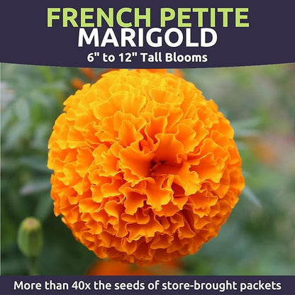 Marigold French Petite - Bulk 2 Ounce Pouch - 15,000 Flower Seeds for Planting - Tagetes patula