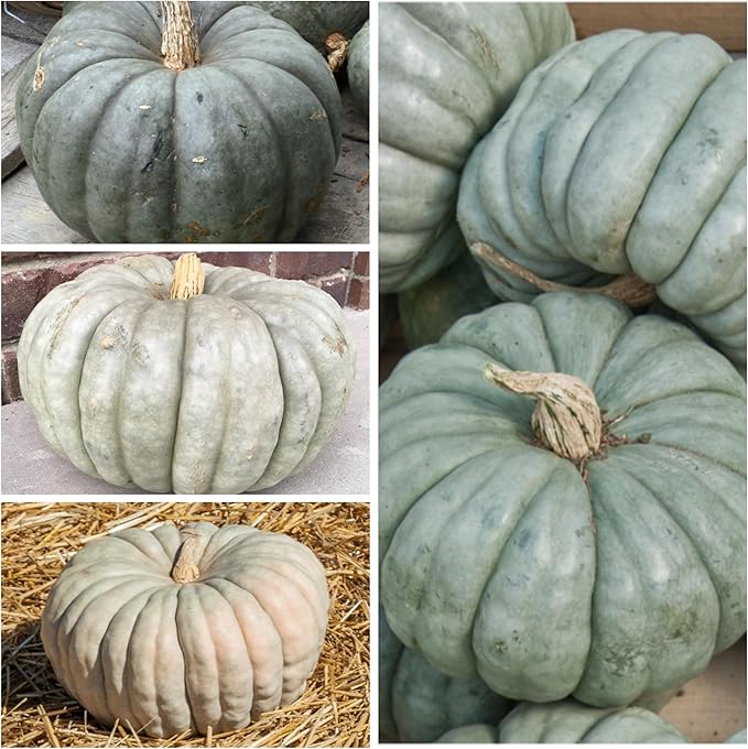 Seed Needs Pumpkin Seeds for Planting Blue Jarrahdale Pumpkins - Non-GMO Heirloom & Untreated Cucurbita Maxima Seed to Plant an Outdoor Home Grown Vegetable Garden (5 Packs)