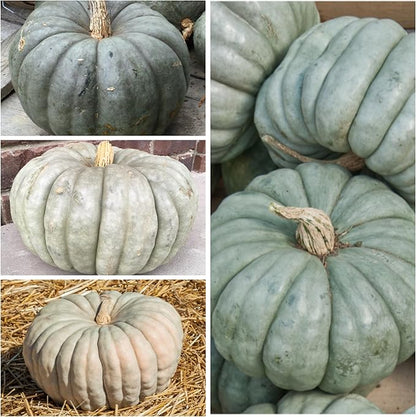 Seed Needs Pumpkin Seeds for Planting Blue Jarrahdale Pumpkins - Non-GMO Heirloom & Untreated Cucurbita Maxima Seed to Plant an Outdoor Home Grown Vegetable Garden (5 Packs)