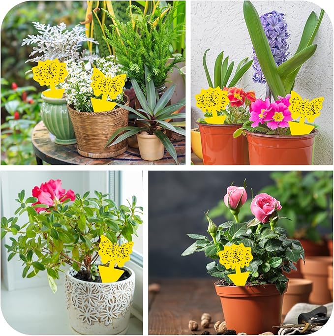 Fruit Fly Traps, 60 Pack Yellow Sticky Traps, Fungus Gnat Traps, Plant Fly Stickers for Indoor and Outdoor Use Protect The Plant
