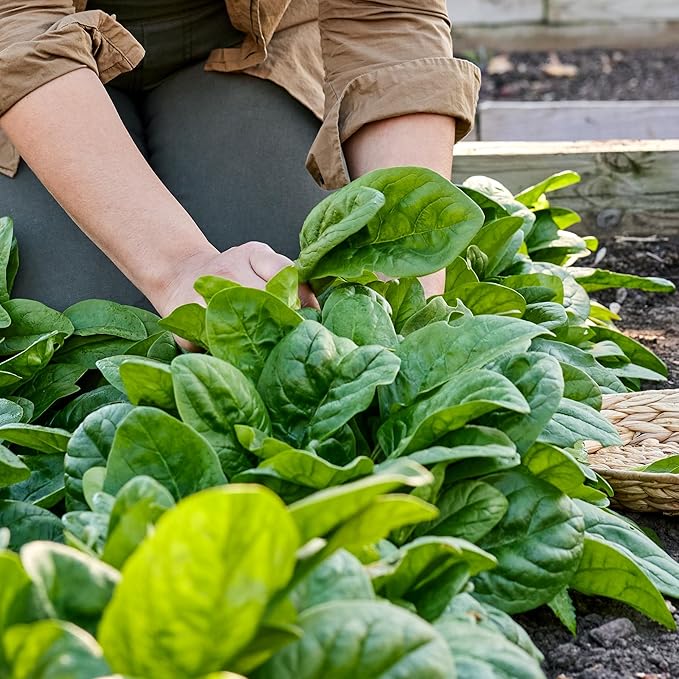 Burpee Space Hybrid Spinach Seeds - High-Yield, Disease-Resistant Variety