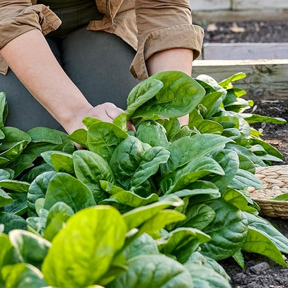 Burpee Space Hybrid Spinach Seeds - High-Yield, Disease-Resistant Variety