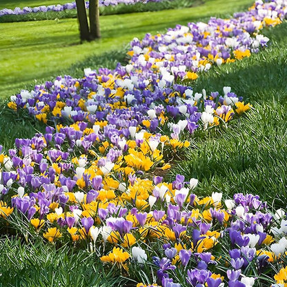 Dutch Bulbs Giant Crocus Bulb Mix, 100 Exclusive Flower Bulbs, Mix of 5 Varieties from Holland, Real Hardy and Perennial Crocus tubers/Flowers (no Seeds) for Garden, pots and Balcony
