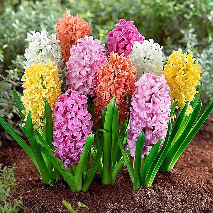 Hyacinth Mixed Bulbs - Perennial and Fragrant, Mix Hyacinths Bulbs for Planting | Long Lasting Beauty - Stunning Garden Display (20 Pack)