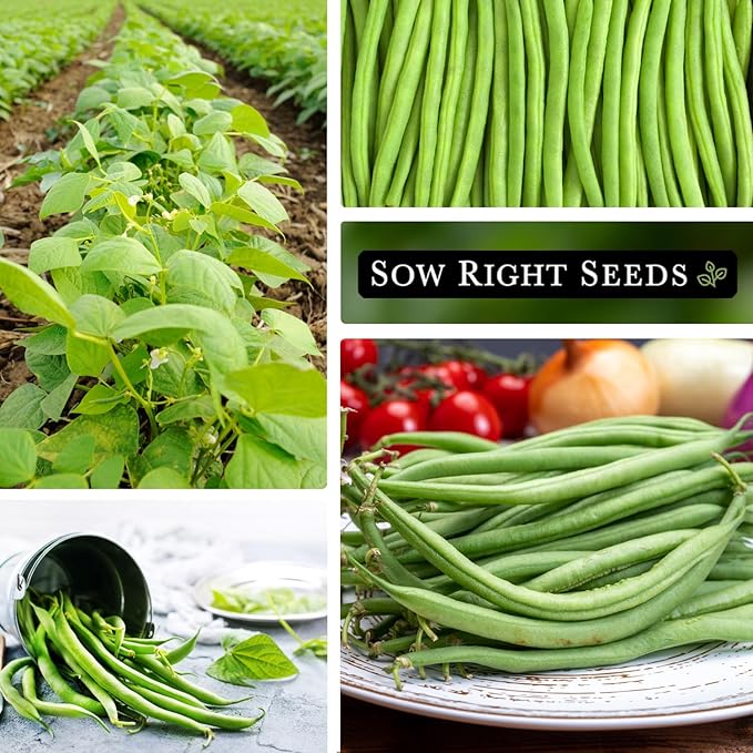 Sow Right Seeds - French Slenderette Green Bean Seeds for Planting - Non-GMO Heirloom Packet with Instructions to Plant & Grow an Outdoor Home Vegetable Garden - Fresh Slender Beans, French-Style (2)