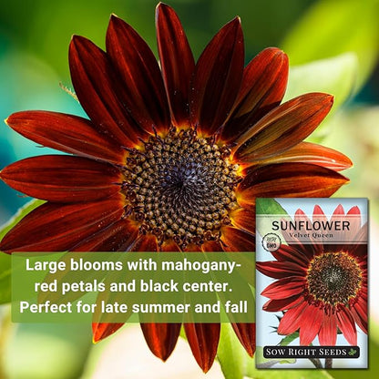 Sow Right Seeds - Velvet Queen Sunflower Seeds for Planting - Grow Giant Sunflowers Outdoors in Your Garden - Non-GMO Heirloom Packet - Deep Red Burgundy Blooms - Tall Annual Variety - Rare Color (2)