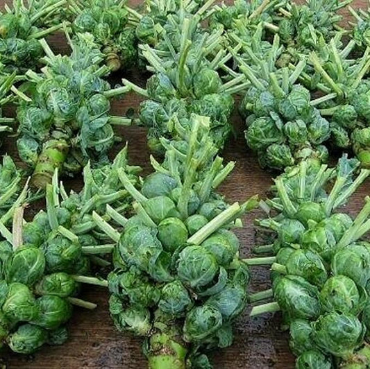 Catskill Brussel Sprout Seeds for Planting – Heirloom Non-GMO Brussel Sprout Seed Packets with Instructions to Plant & Grow for Home Outdoor Vegetable Garden – 1 Packet Approx 250 Seeds
