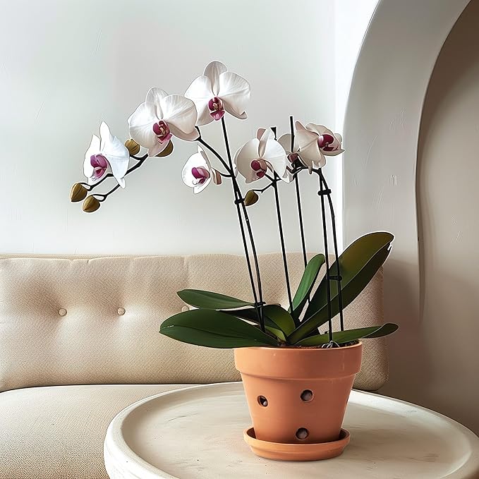 Clay Orchid Pots with Holes,Terracotta Orchid Pots with Drainage Holes & Saucer for Repotting 6 Inch, Orchid Planters for Indoor Plants