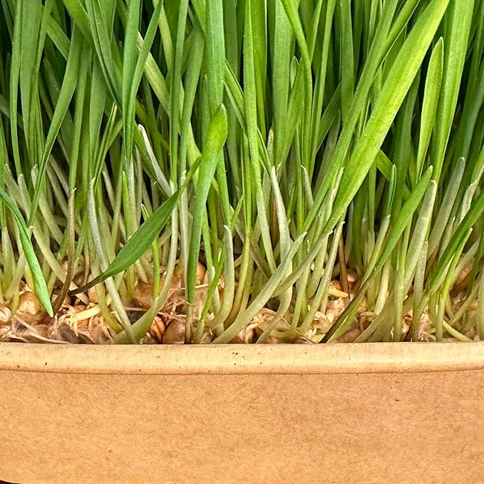 Organic Wheatgrass Cat Grass Premium Grow Kit 4 Pack | 100 % Wheatgrass Seeds Non‑GMO Seeds for Cats & Humans