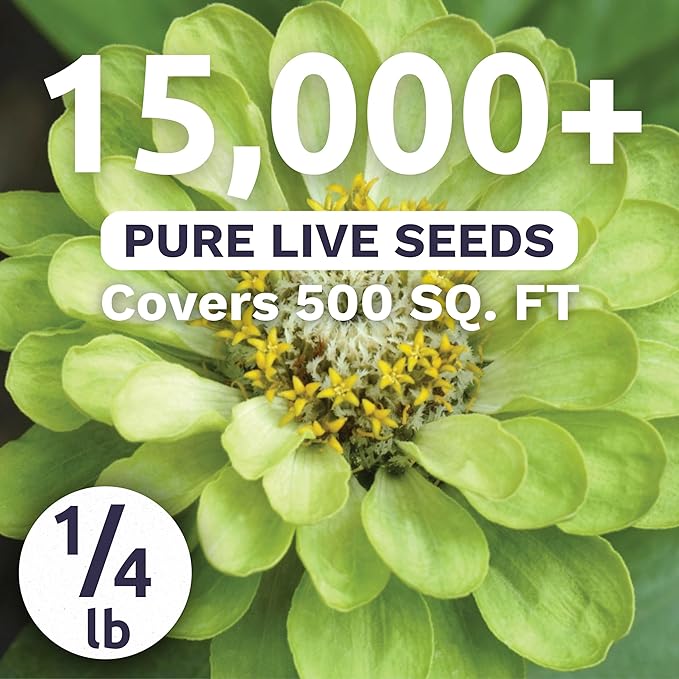 Zinnia Green Envy - Bulk 1/4 Pound Pouch - 15,000 Flower Seeds for Planting - Zinnia elegans