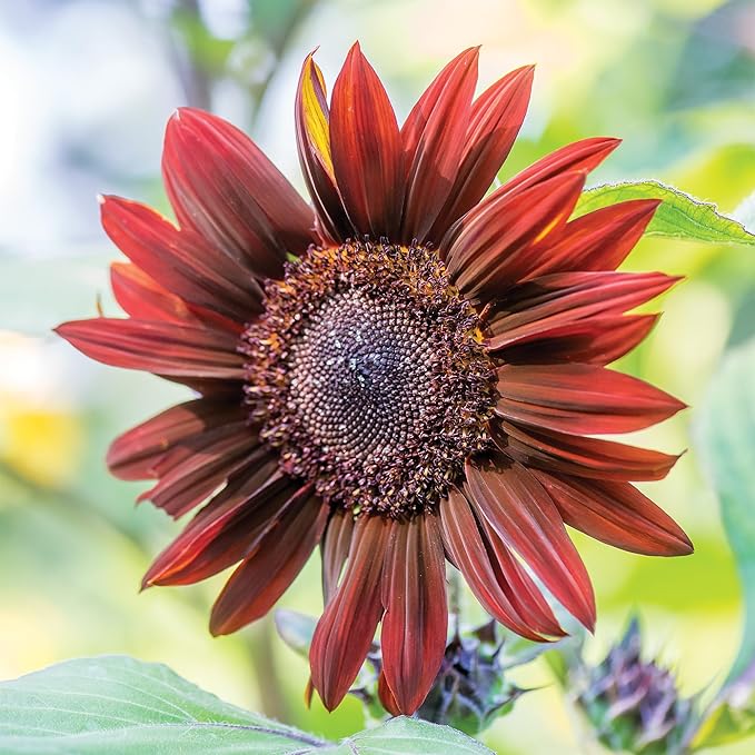 Burpee 'Chianti Hybrid' Sunflower Seeds - 350mg Non-GMO Seed Packet for Home Gardening - Deep Red Burgundy Flower, Pollenless Cut Flower, Annual, Direct Sow (Sunflower, Chianti Hybrid)