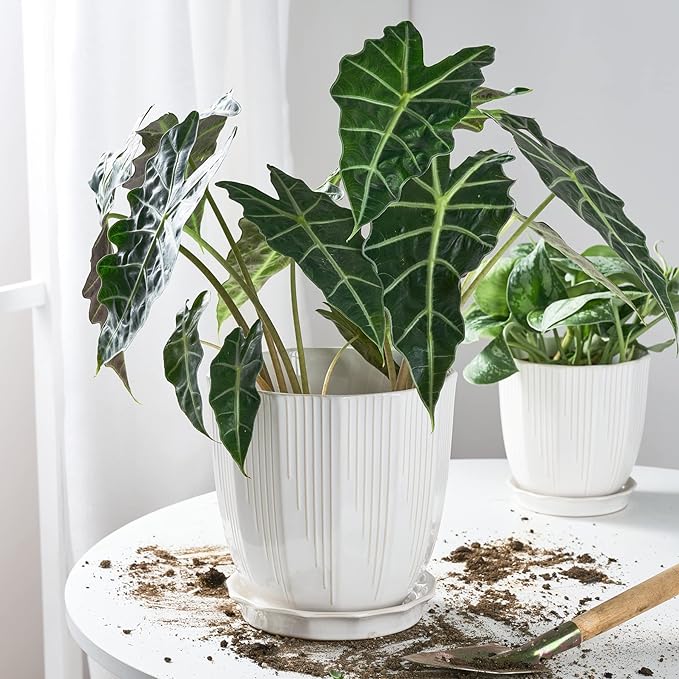 ADN Ceramic Planter - Large Plant Pot Indoor Ceramic Pots for Plants with Drainage Hole and Saucer for Home Decor, White, 8 Inch