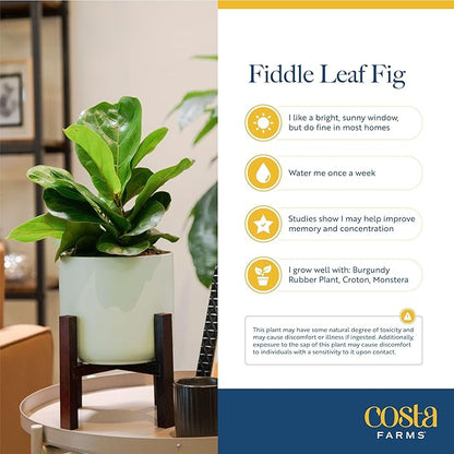 Costa Farms Little Fiddle Leaf Fig, Live Indoor Ficus Lyrata Plant in Nursery Plant Pot, Houseplant in Potting Soil, Housewarming, Birthday Gift, Office, Home, and Room Decor, 1 Foot Tall