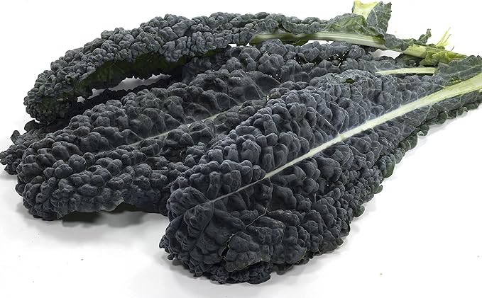 Kale Seeds, 250+ Black Tuscan Lacinato, Heirloom, Non GMO Seeds, Brassica oleracea VAR. Sabellica