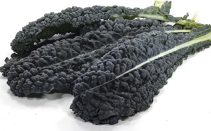 Kale Seeds, 250+ Black Tuscan Lacinato, Heirloom, Non GMO Seeds, Brassica oleracea VAR. Sabellica