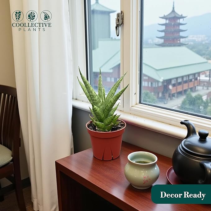 CoollectivePlants Sansevieria Pagoda Green – Live Snake Plant in 4″ Grower’s Pot, Layered Foliage, Easy Care Indoor Houseplant - Includes UniHeat Pack for Winter Protection