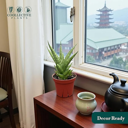 CoollectivePlants Sansevieria Pagoda Green – Live Snake Plant in 4″ Grower’s Pot, Layered Foliage, Easy Care Indoor Houseplant - Includes UniHeat Pack for Winter Protection