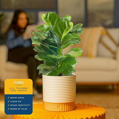 Costa Farms Baby Fiddle Leaf Fig Live Plant in Decorative Pot, Indoor Houseplant, Perfect for Home, Room, or Office Decor, Great House Warming or Birthday Gift, 12-18 Inches Tall