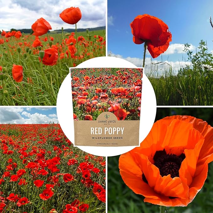 Red Poppy Seeds - Large 1 Ounce Packet - Over 200,000 Flower Seeds