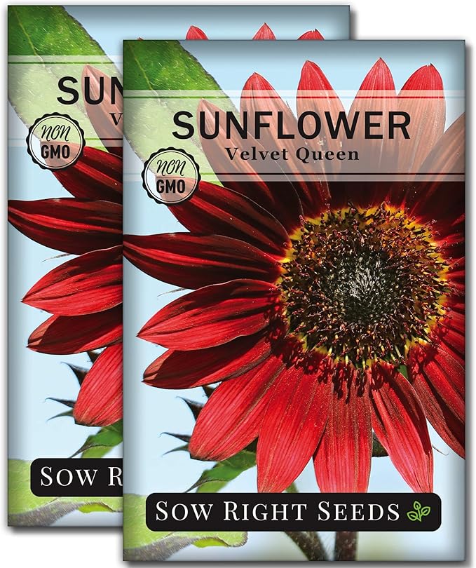 Sow Right Seeds - Velvet Queen Sunflower Seeds for Planting - Grow Giant Sunflowers Outdoors in Your Garden - Non-GMO Heirloom Packet - Deep Red Burgundy Blooms - Tall Annual Variety - Rare Color (2)