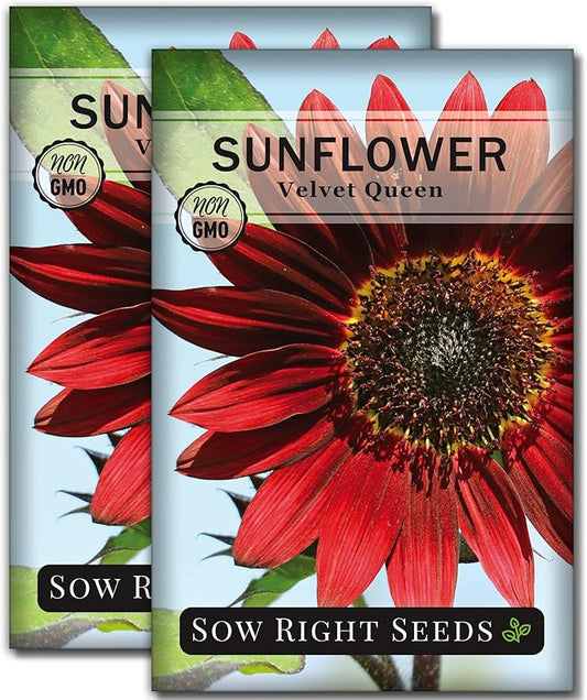 Sow Right Seeds - Velvet Queen Sunflower Seeds for Planting - Grow Giant Sunflowers Outdoors in Your Garden - Non-GMO Heirloom Packet - Deep Red Burgundy Blooms - Tall Annual Variety - Rare Color (2)