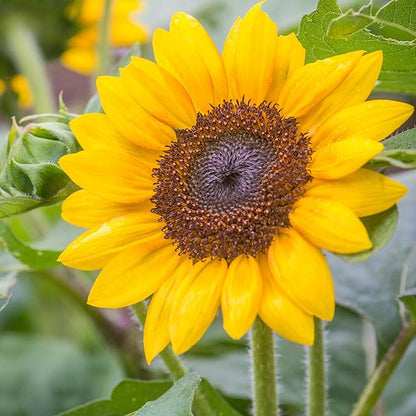 Burpee 'Sunray Yellow Hybrid' Sunflower Seeds for Planting - 500mg Non-GMO Seed Packet - Dwarf Plants, Hybrid, Annual Flower, Pollinator Friendly Garden, Direct Sow (Sunflower, Sunray Yellow Hybrid)