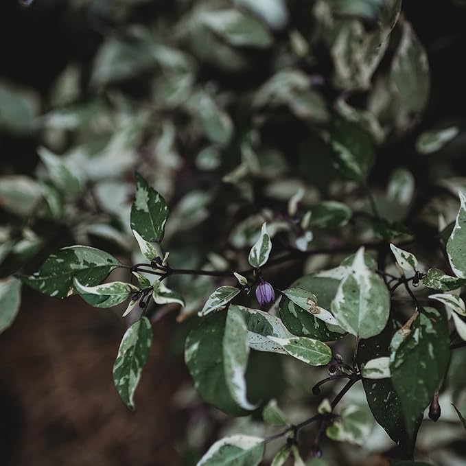 Jigsaw Variegated Hot Chili Pepper - 10 Seeds - Rare Purple Heirloom Chile Variety, Non-GMO Vegetable Seeds for Planting in The Home Garden, Thresh Seed Company