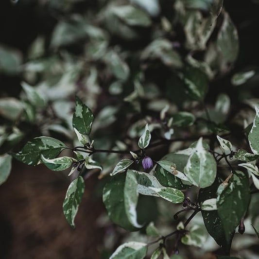 Jigsaw Variegated Hot Chili Pepper - 10 Seeds - Rare Purple Heirloom Chile Variety, Non-GMO Vegetable Seeds for Planting in The Home Garden, Thresh Seed Company