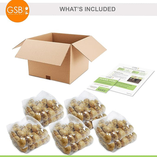 Garden State Bulb Darwin Hybrid Pink Impression Tulip Flower Bulbs, 12/+ cm, Fall Planting (Bag of 250)