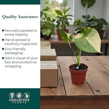 CoollectivePlants Monstera Thai Constellation – Rare Thai Constellation Monstera Live Plant in 4″ Grower’s Pot, Live Indoor House Plants, Low Maintenance Houseplant