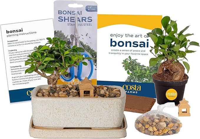 Costa Farms DIY Live Bonsai Tree Kit - Includes Bonsai Tools, Potting Soil Mix, Plant Pot - 10-Inches Tall