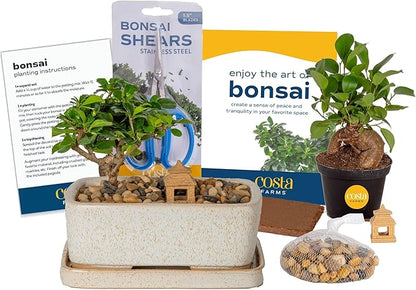 Costa Farms DIY Live Bonsai Tree Kit - Includes Bonsai Tools, Potting Soil Mix, Plant Pot - 10-Inches Tall