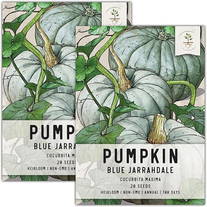 Seed Needs Pumpkin Seeds for Planting Blue Jarrahdale Pumpkins - Non-GMO Heirloom & Untreated Cucurbita Maxima Seed to Plant an Outdoor Home Grown Vegetable Garden (2 Packs)