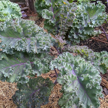 Todd's Seeds Red Russian Kale Seed - 1 Pound