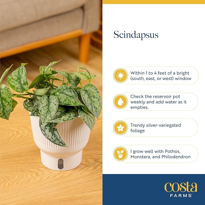 Costa Farms Scindapsus Mount Salak Live Plant, Climbing Trailing Indoor Houseplant | 12-Inches Tall | Trending Tropicals Collection | Self-Watering Pot | Easy Grow Plant for Home, Room Decor