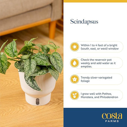 Costa Farms Scindapsus Mount Salak Live Plant, Climbing Trailing Indoor Houseplant | 12-Inches Tall | Trending Tropicals Collection | Self-Watering Pot | Easy Grow Plant for Home, Room Decor