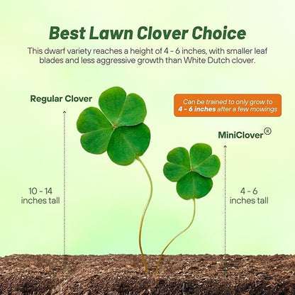 Outsidepride Perennial White MiniClover Seed - 1 lb. Dwarf, Small-Leaved, Drought & Wear-Tolerant Micro Clover Seeds for Lawn, Ideal Low-Maintenance & Easy to Grow Ground Cover Seeds for Home Yard