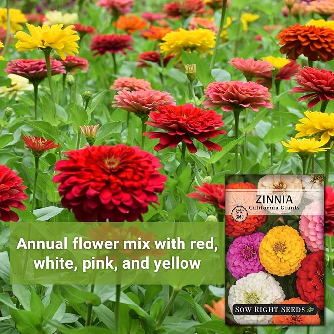 Sow Right Seeds - California Giants Mix Zinnia Seeds for Planting - Non-GMO Heirloom Packet to Grow Your Flower Garden - Attract Bees and Butterflies - Great to Cut and Come Again - Summer Annual (1)