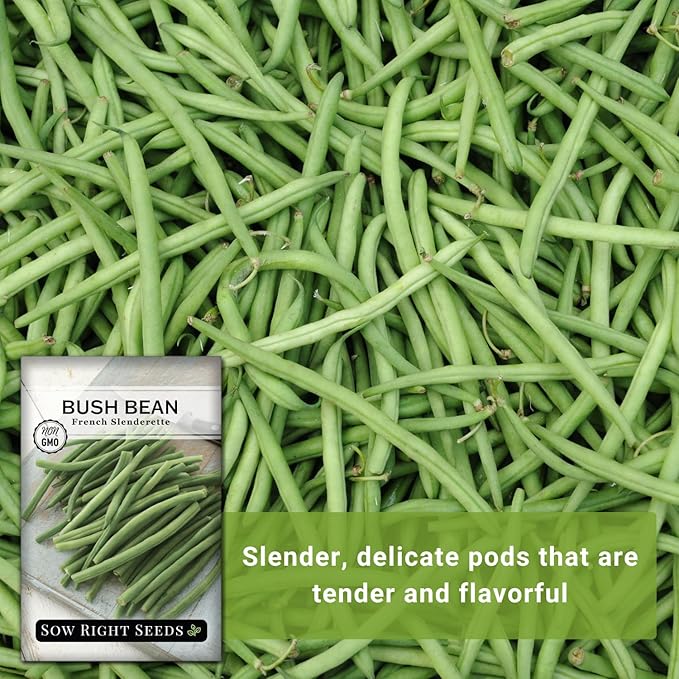 Sow Right Seeds - French Slenderette Green Bean Seeds for Planting - Non-GMO Heirloom Packet with Instructions to Plant & Grow an Outdoor Home Vegetable Garden - Fresh Slender Beans, French-Style (1)