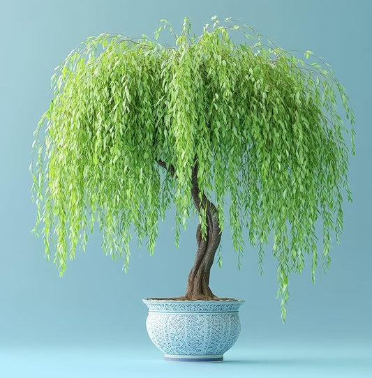 All by Grace Willow Bonsai Tree - Thick Trunk Cutting, Fast Growing