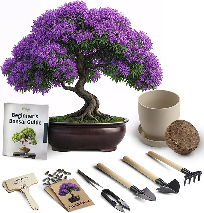 Bonsai Starter Kit – Growing Jacaranda Bonzai Tree | Complete Indoor Tree Kit for Growing Plants with Tools & Planter – Gardening Gifts for Mother, Women & Men