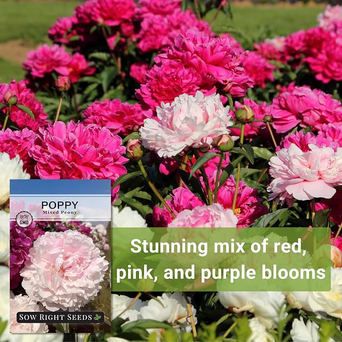 Sow Right Seeds - Mixed Peony Poppy Seeds for Planting - Non-GMO Heirloom Annual Poppies for Flower Garden - Vibrant Peony Blooms - Easy to Grow Flower Variety for Gardens, Borders (1)